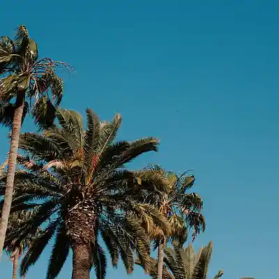 Picture for song ''summerdaze' (BUY 1 GET 2 FREE!)' by artist 'DiMuro Beats'