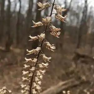 Picture for song 'Still Won't Rain' by artist 'Leonard Scaper'