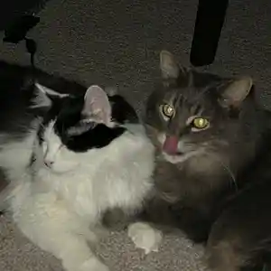 Picture for song 'Catwalk 2024 Rhythm Section' by artist 'Mr Wilson Inc'