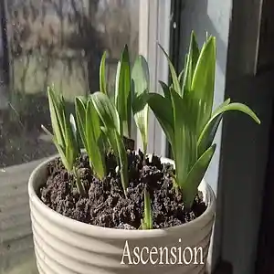 Picture for song 'Ascension' by artist 'Sean Ferree'