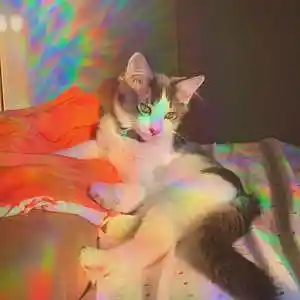 Picture for song 'LASER - Yeat x Lil Uzi Vert x Rage Happy Hyperpop' by artist 'nolyrics music group'