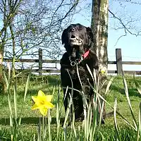 Picture for song 'Kiera's Waltz ' by artist 'Philip Taylor'