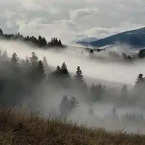 Picture for song 'Fog Revolution' by artist 'Texas Barbudos'