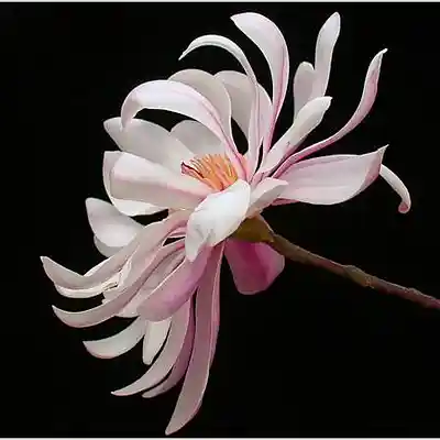 Picture for song '"Magnolias" Chill Boom Bap x old school Type Beat ' by artist 'Roi beat'