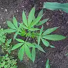 Picture for song 'Love My Weed (Remix) with Iyah FYAH' by artist 'RazorCain'