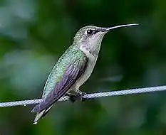 Song picture of 'Songbirds In Autumn'