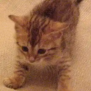 Picture for song 'Bengal Cat Party' by artist 'Loren'