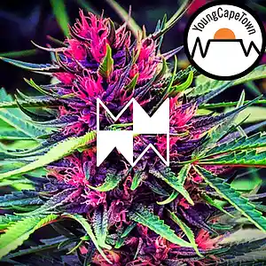 Picture for song 'Creeper (w/ YoungCapeTown) [Instrumental]' by artist 'KnowledgeTM'