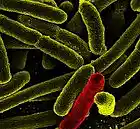 Picture for song 'The Primordial Sea (Demo)' by artist 'Megatherium'