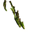 Picture for song 'pharmacy disco' by artist '3 of Spades'