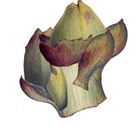 Picture for song 'triptych 2' by artist '3 of Spades'