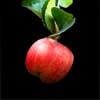 Picture for song 'The Fall Of Eden' by artist 'Accelerator'