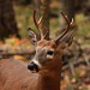 Picture for song 'DEER IN THE FOREST' by artist 'ALEXIS PATRICK'