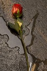 Picture for song 'Put This Life Back Together' by artist 'Alice Summers'