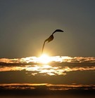 Picture for song 'State of Grace' by artist 'ALPHA ONE OMEGA'