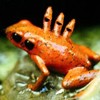 Picture for song 'Crunchy frog' by artist 'Amam'