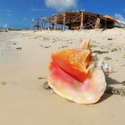 Picture for song 'Seashells' by artist 'AmR (US)'