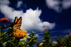 Picture for song 'Butterfly Sky' by artist 'Andrew Stone'