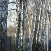 Picture for song 'WINTER NOON' by artist 'ANDRZEJ REJMAN'