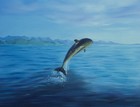 Picture for song 'Dolphins Song' by artist 'Ashuya'