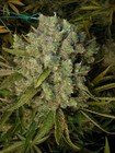 Picture for song 'The krust (morphoded mix)' by artist 'badass tunes inc'