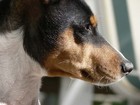 Picture for song 'Barkless Dog' by artist 'Barkless Dog'