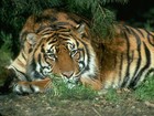 Picture for song 'Clemson University Tiger Rag' by artist 'Baroque Cello'