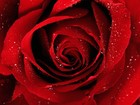 Picture for song 'my vaLentine' by artist 'batangquatro'