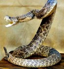 Picture for song 'instrumental of sras *Rattle Snake*' by artist 'Beat Of Sras'