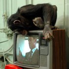 Picture for song 'Looking For something to watch on tv' by artist 'B Howell Productions'