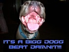 Picture for song 'SOUTH BEAT 4 SALE' by artist 'BIGG DOGG419'