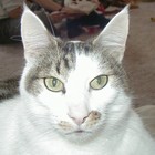 Picture for song 'I'm Sad Because My Cat's Dead' by artist 'BillAndDave'