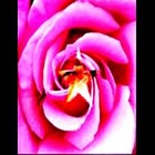 Picture for song 'YOU'LL GO AHEAD (910645)' by artist 'BRASCHI TONY'