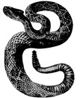 Picture for song 'Rattlesnake' by artist 'Brennan Hester'