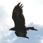 Picture for song 'Last Eagle' by artist 'H.Y.M.'