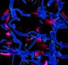 Picture for song 'Fluid Blue Strings' by artist 'Califken'