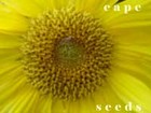 Picture for song 'Gold' by artist 'Carl Cape'