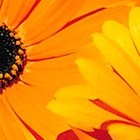 Picture for song 'BhagyadaLaxmi Baaramma' by artist 'Chataks'