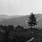 Picture for song 'Old Pine' by artist 'Clifton De Leon'