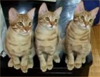 Picture for song 'Cats, Cats, Cats' by artist 'Codyyyn'