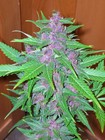 Picture for song 'Blowin Purp' by artist 'CoogieB'