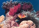 Picture for song 'Can't Cry Anymore' by artist 'Coral Reef'