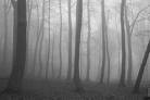 Picture for song 'Creepin' Thru Da Woodz (Beat)' by artist 'Crim3 M6fia (T.s.C.P) Cannibal'