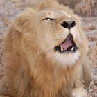 Picture for song 'african underground' by artist 'Crown (Electronic)'
