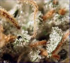 Picture for song 'Ganja Rise' by artist 'Crystal Trees'