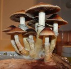 Picture for song 'Boomer (TEST)' by artist 'DaPP'