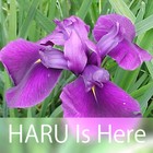 Picture for song 'Miracles From Above' by artist 'Darryl Brady'