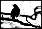 Picture for song 'Blackbird' by artist 'David Floodstrand'