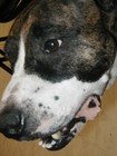 Picture for song 'D.D.P. DEV DOG PRODUCTIONS 135' by artist 'devdogproductions'