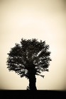 Picture for song 'DU!' by artist 'DirectNonkonformObjectiv'